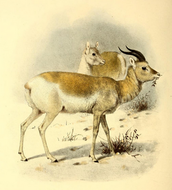 The book of antelopes (1894) Gazella gutturosa.png