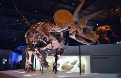 Triceratops Specimen at the Houston Museum of Natural Science.JPG