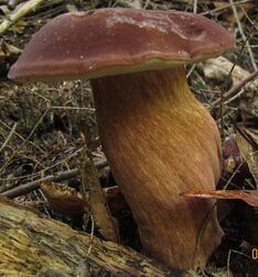 Tylopilus badiceps 251051.jpg