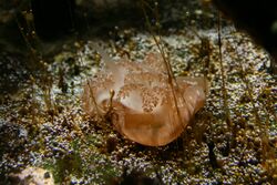 Upside-down jellyfish (Cassiopea xamachana).jpg