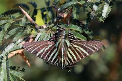 Urania moth (Urania boisduvalii).JPG