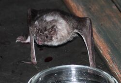 The image depicts a vampire bat on its arms and legs, staring at the camera. In the foreground is a dish of water.
