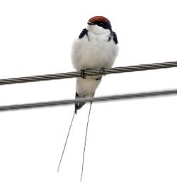 Wire-tailed Swallow (Hirundo smithii) W IMG 0540.jpg
