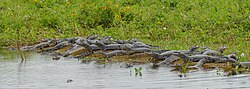 Yacare Caimans (Caiman yacare) - Flickr - berniedup.jpg