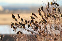 Yellow-headed Blackbird flock.jpg