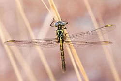 Yellow-striped hunter dragonfly08.jpg
