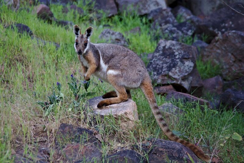 File:Yellow Footed Rock Wallaby.jpg