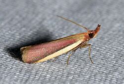- 6053 – Peoria approximella – Carmine Snout Moth (18362056466).jpg