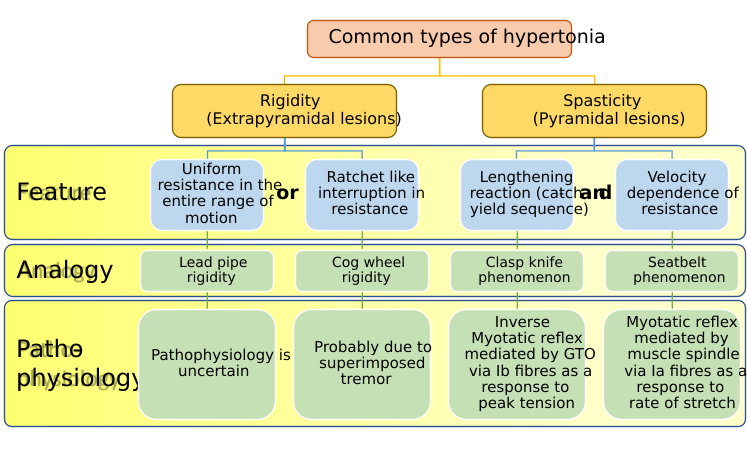 File:02 Types of hypertonia.svg