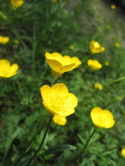 20180428Ranunculus bulbosus2.jpg