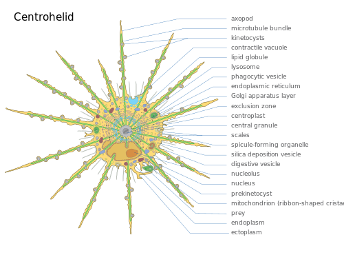 Diagram of a centrohelid cell.