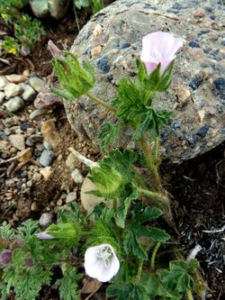 ALTHAEA HIRSUTA - SÒBOL - IB-793 (Malví pelut).jpg