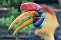 Aceros cassidix - Weltvogelpark Walsrode 2011-05.jpg