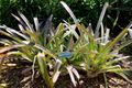 Aechmea alopecurus - Marie Selby Botanical Gardens - Sarasota, Florida - DSC01706.jpg