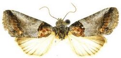 Aleptina clinopetes male.JPG