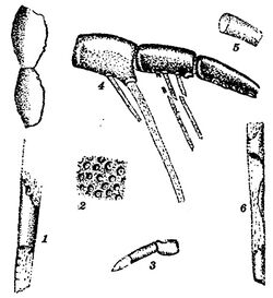 Fossil type material of Megalograptus alveolatus