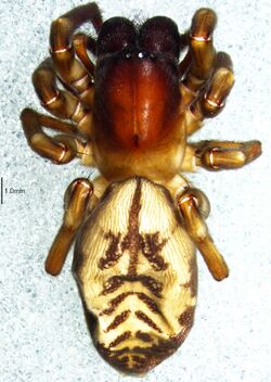 Amaurobioides africana 1.jpg