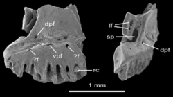 Anoualerpeton priscus holotype premaxilla.png