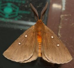 Anthela callispila.jpg