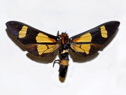 Arctiidae - Euchromia amoena.JPG