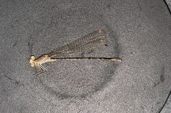 Argia munda 02.jpg