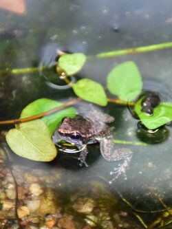 Aromobatidae Mannophryne olmonae 1.jpg