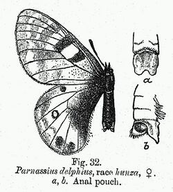 BH044 Parnassius delphius hunza.jpg