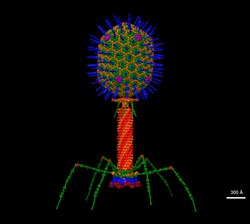 Bacteriophage T4 Structural Model at Atomic Resolution.tif
