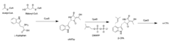 Biosynthesis of alpha-CPA.png