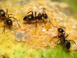 Black Garden Ant tending Citrus Mealybug (16063538972).jpg