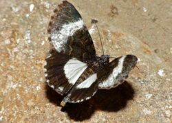 Black Panther Moth (Lophonotidia nocturna) (11648388774).jpg