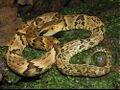 Bothrops jararaca 02.jpg