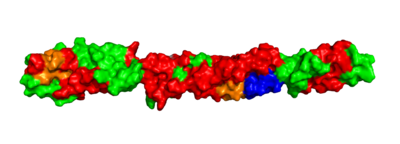 Predicted Surface Structure of CXorf38