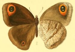 Callerebia polyphemus.jpg