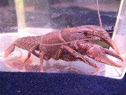 Cambarus georgiae (3086810921).jpg