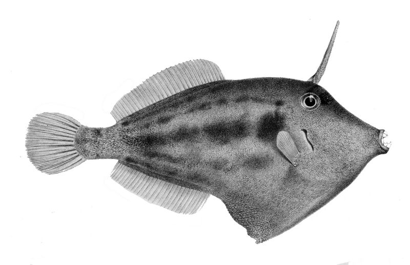 File:Cantherhines fronticinctus.jpg