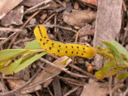 Capusa cuculloides1.jpg