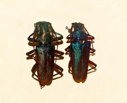Cerambycidae - Scatopyrodes angustus.JPG