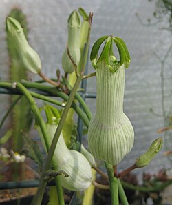 Ceropegia ampliata 3.jpg