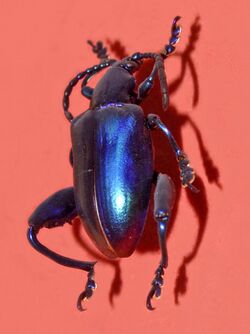 Chrysomelidae - Sagra femorata.jpg