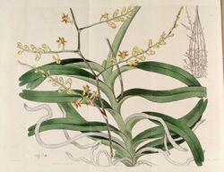 Cleisostoma paniculatum (as Aerides paniculata) - The Bot. Reg. 3 pl. 220 (1817).jpg