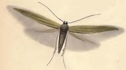 Coleophora paripennella.JPG