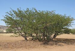 Colophospermum mopane arbre MHNT, crop.jpg