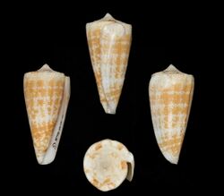 Conus harlandi 001.jpg