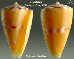 Conus kalafuti 1.jpg