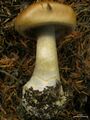 Cortinarius caninus 2.jpg