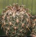 Coryphantha kracikii.jpg