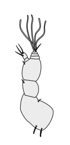 File:Crustacean antenna - Decapoda Megalopa 1st-antenna.svg