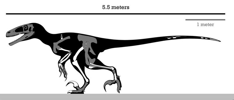 File:Dakotaraptor Skeleton Reconstruction.jpg