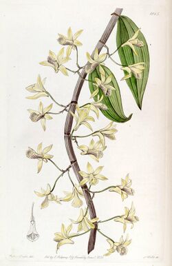 Dendrobium aphyllum (as Dendrobium macrostachyum) - Edwards vol 22 pl 1865 (1836).jpg